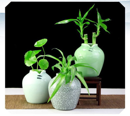 禅意新生 如皋花名堂的铜钱草与大叶绿萝，以日式复古盆演绎水培美学